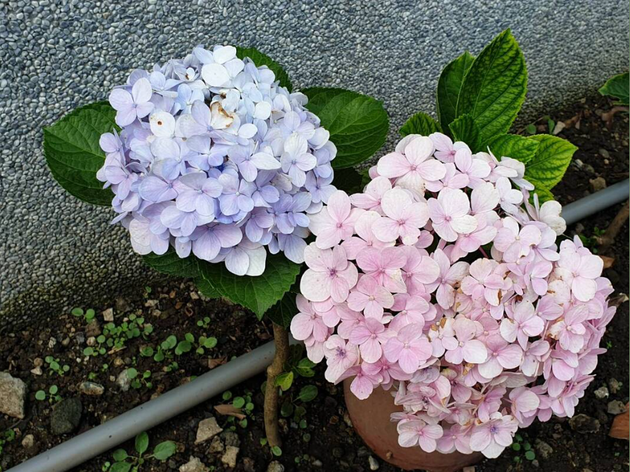 繡球花盛開